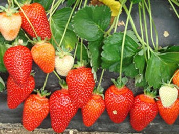 Strawberry Alba: variety description and reviews of gardeners