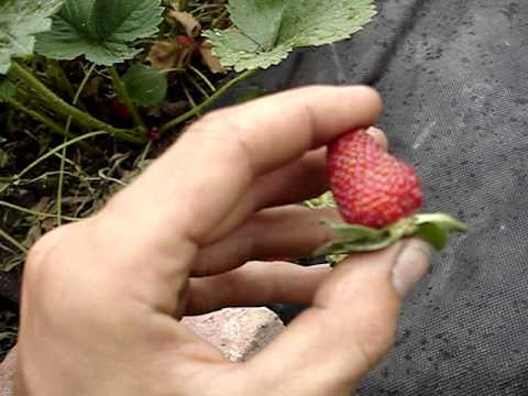 Strawberry Albion: description of the variety and its advantages