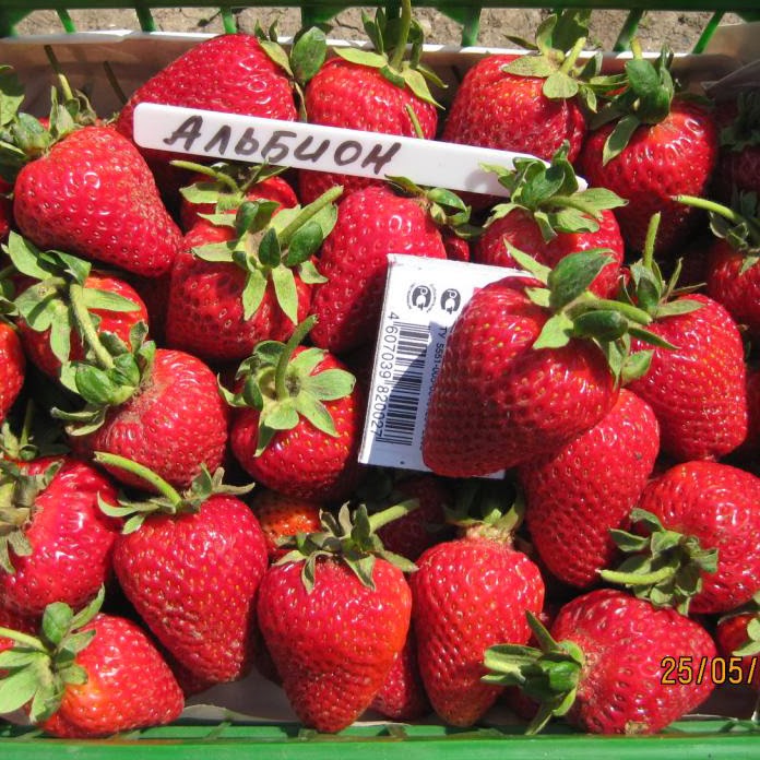 Strawberry Albion: description of the variety and its advantages