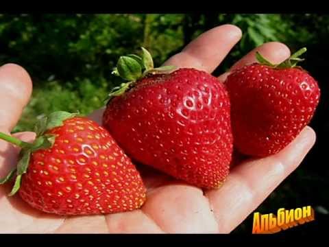 Strawberry Albion: description of the variety and its advantages