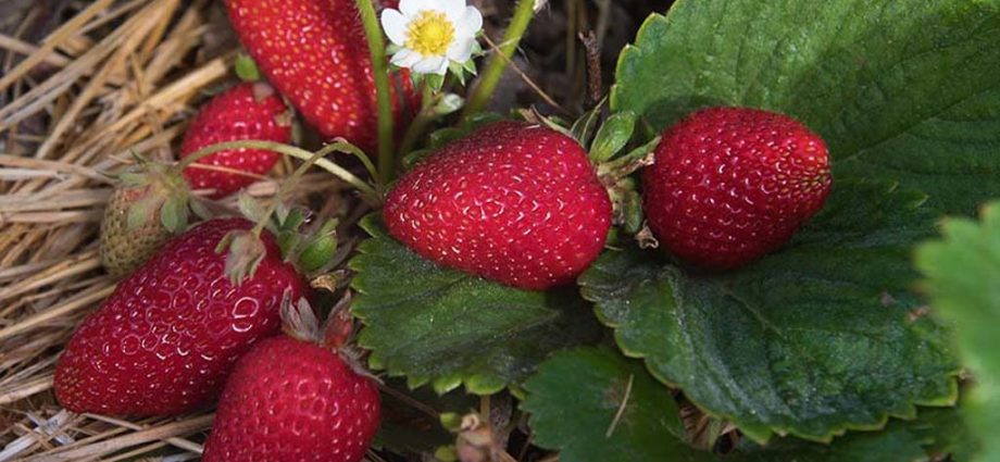 Strawberry Albion: description of the variety and its advantages