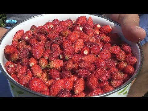 Strawberry Ali Baba