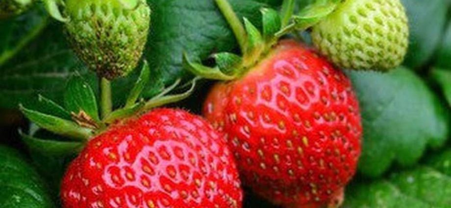 Strawberry Ali Baba