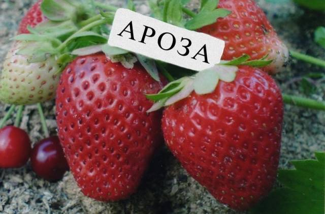 Strawberry Arosa