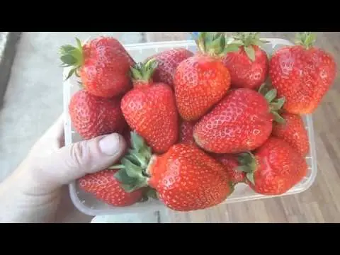 Strawberry Asia