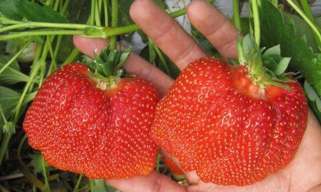 Strawberry Asia