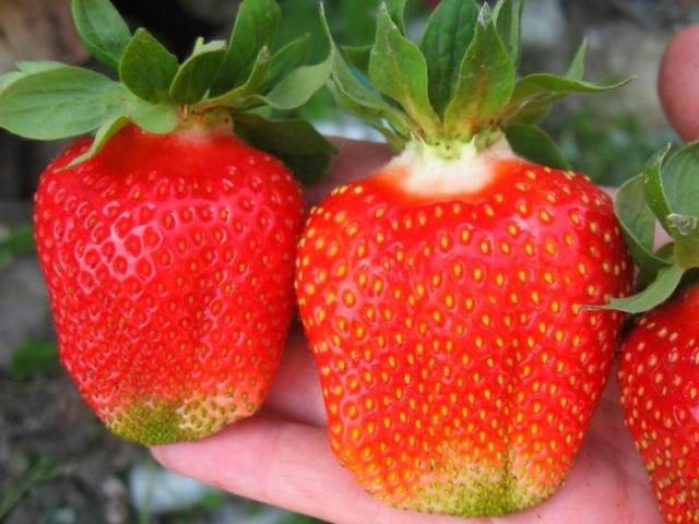 Strawberry Asia