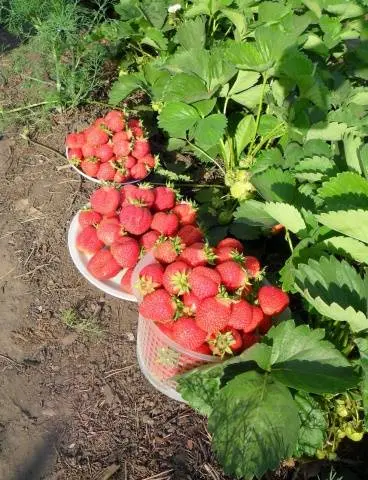 Strawberry Baby Elephant