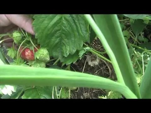 Strawberry Baby Elephant