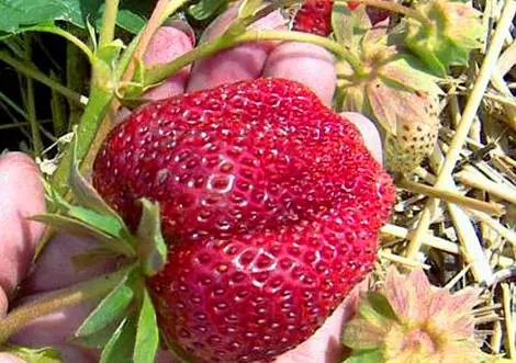 Strawberry Baby Elephant