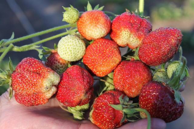 Strawberry Baby Elephant