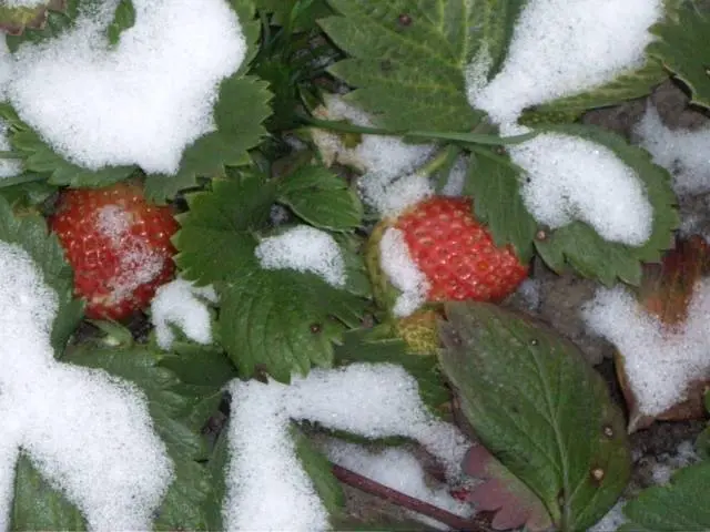 Strawberry Baby Elephant