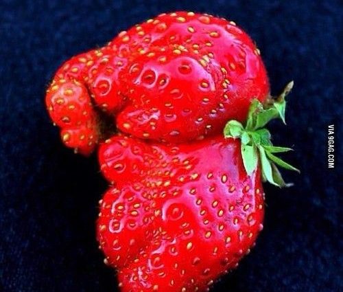 Strawberry Baby Elephant