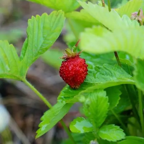 Strawberry Baron Solemacher