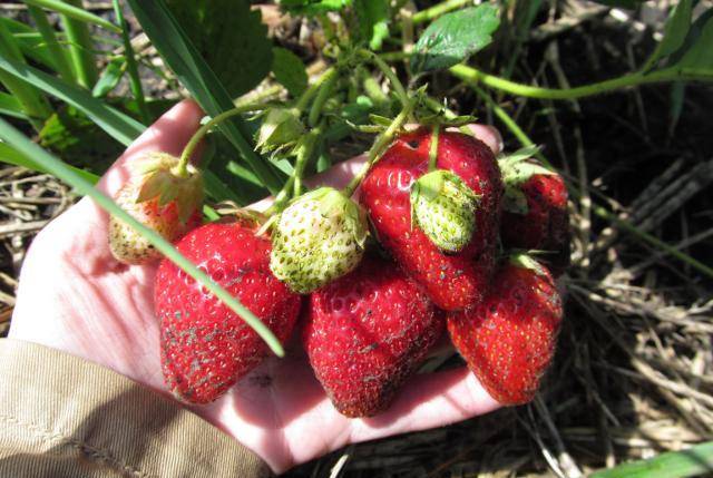 Strawberry Bereginya