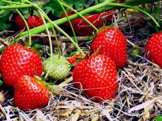 Strawberry Bereginya