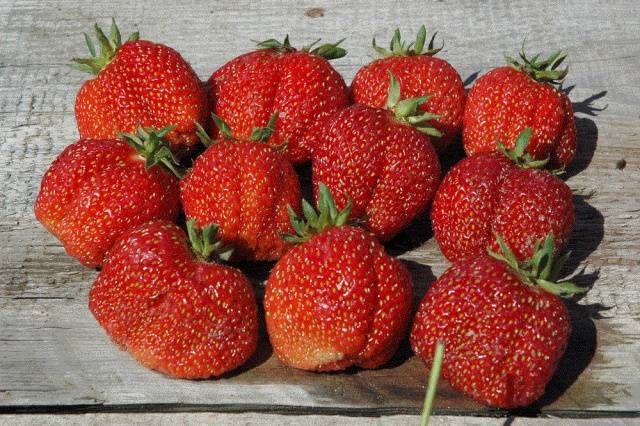 Strawberry Bogotá