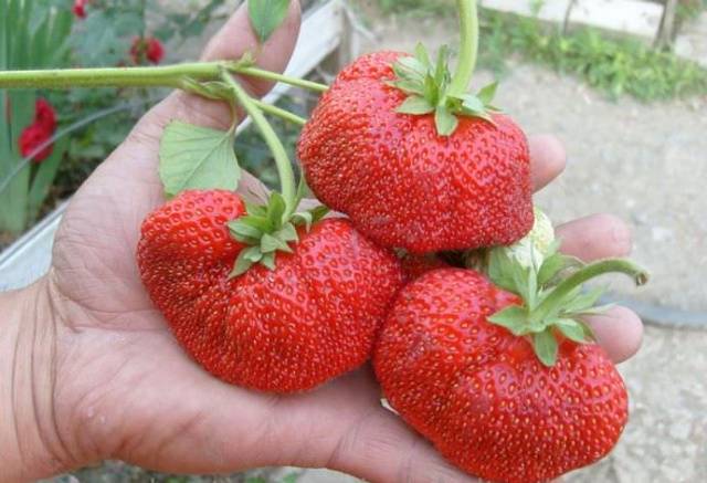 Strawberry Bogotá