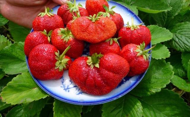 Strawberry Bogotá