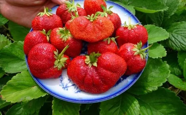 Strawberry Bogotá