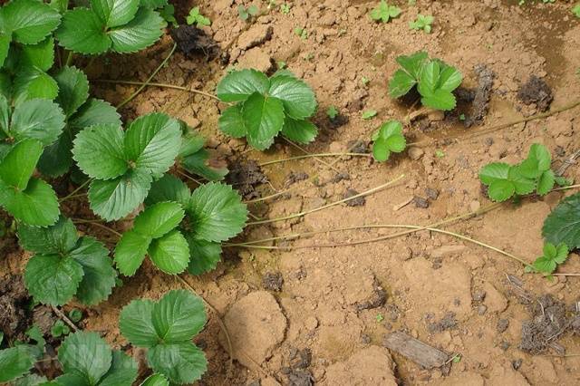 Strawberry Borovitskaya