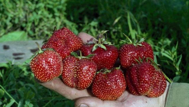 Strawberry Borovitskaya