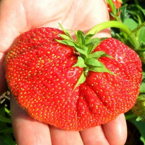 Strawberry Borovitskaya