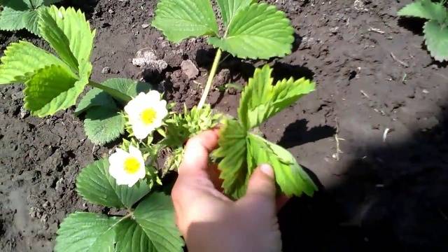 Strawberry Borovitskaya