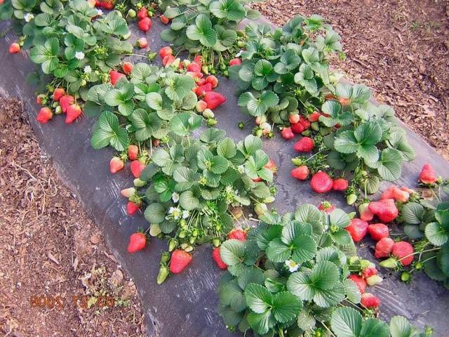 Strawberry Cardinal