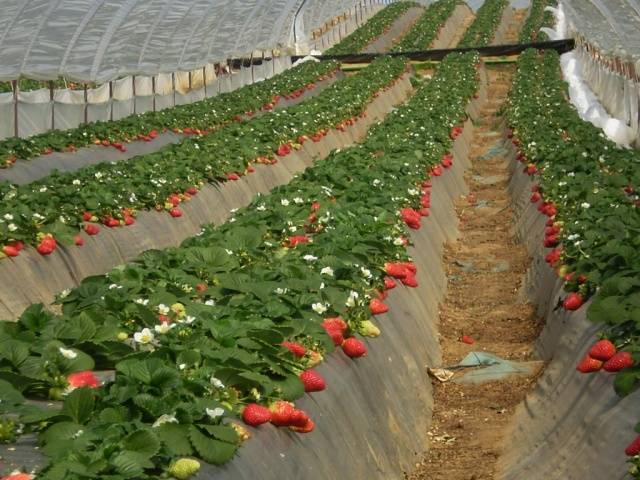 Strawberry Cardinal