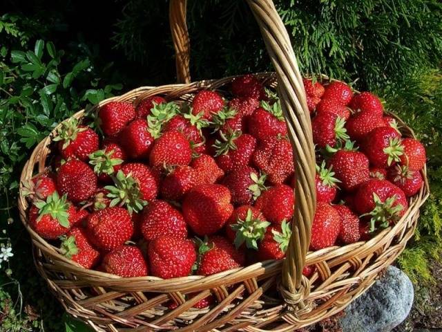 Strawberry Cardinal