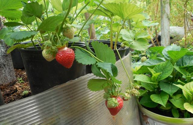 Strawberry Cardinal