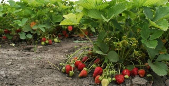 Strawberry Cardinal