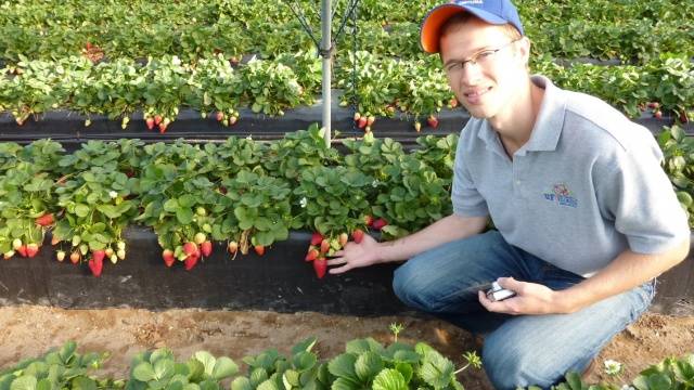 Strawberry Cardinal