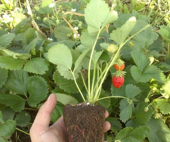 Strawberry Cardinal