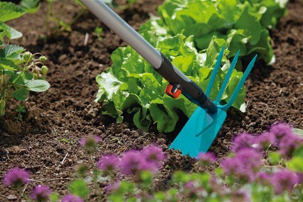 Strawberry care in autumn: work after harvest, preparation for winter