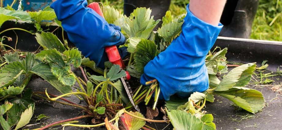 Strawberry care in autumn: work after harvest, preparation for winter