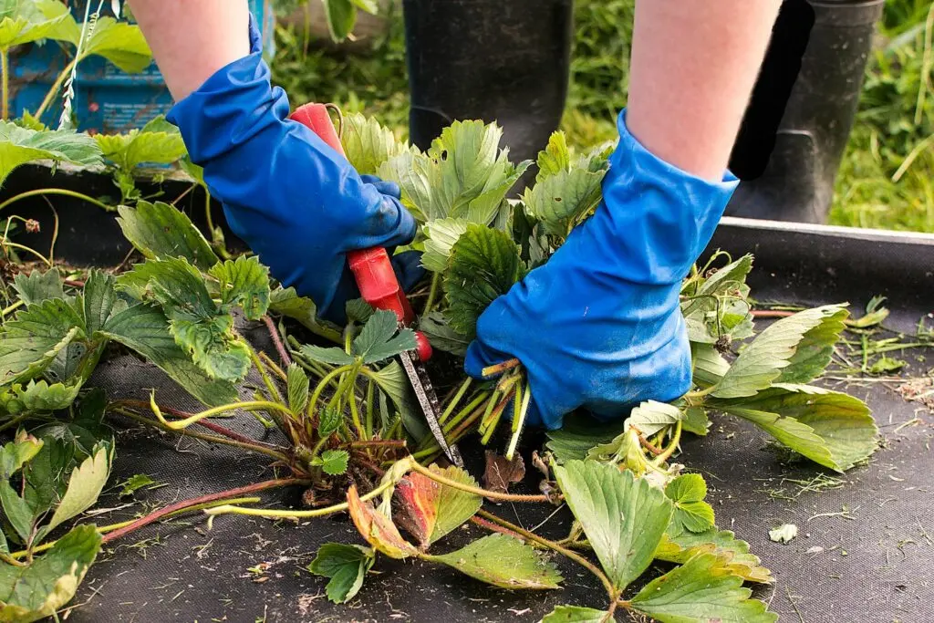 Strawberry care in autumn: work after harvest, preparation for winter