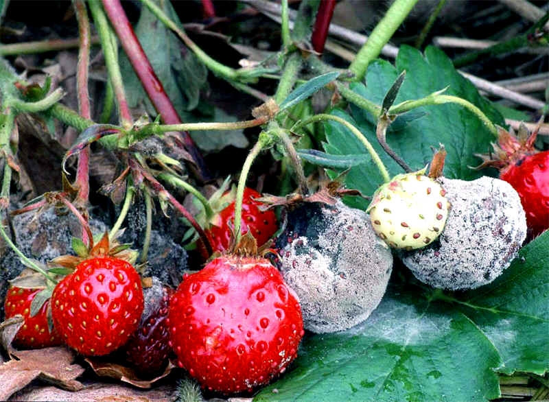 Strawberry care in spring: features of recovery after winter