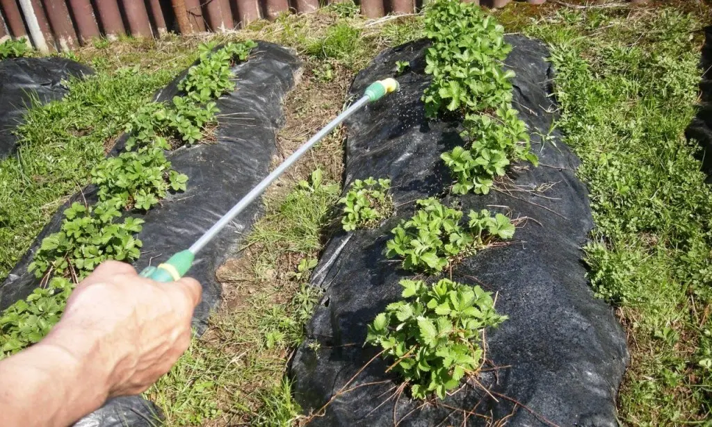 Strawberry care in spring: features of recovery after winter