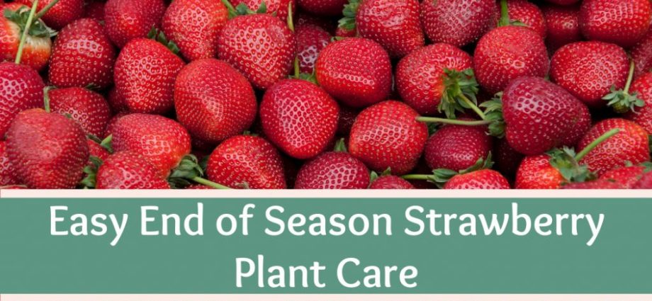 Strawberry care in spring: features of recovery after winter