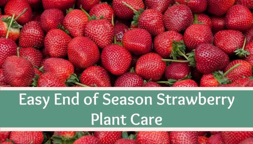 Strawberry care in spring: features of recovery after winter