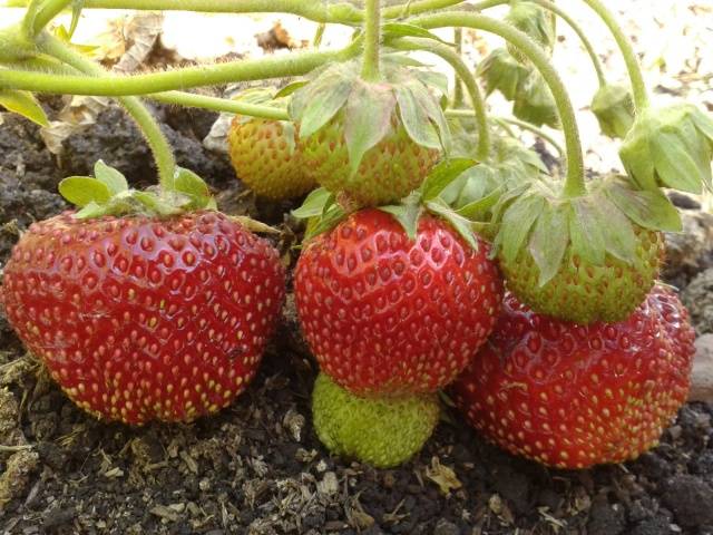 Strawberry Chamora Turusi