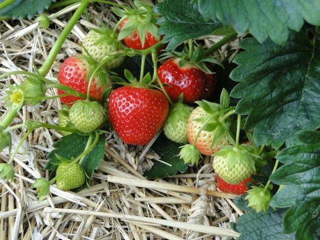 Strawberry Chamora Turusi