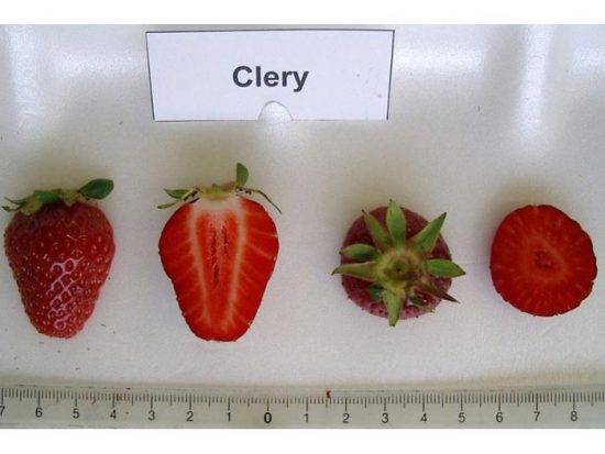 Strawberry Clery