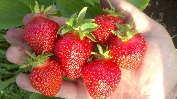 Strawberry Clery: botanical description and characteristics of the variety, propagation methods and growing features + reviews