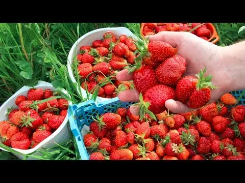 Strawberry Clery: botanical description and characteristics of the variety, propagation methods and growing features + reviews