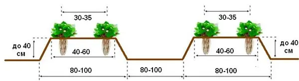 Strawberry Clery: botanical description and characteristics of the variety, propagation methods and growing features + reviews