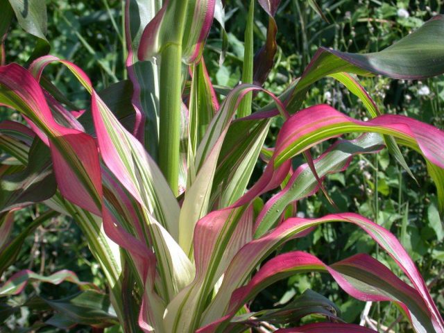 Strawberry corn: planting and care