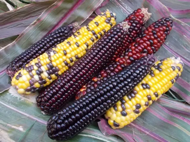 Strawberry corn: planting and care